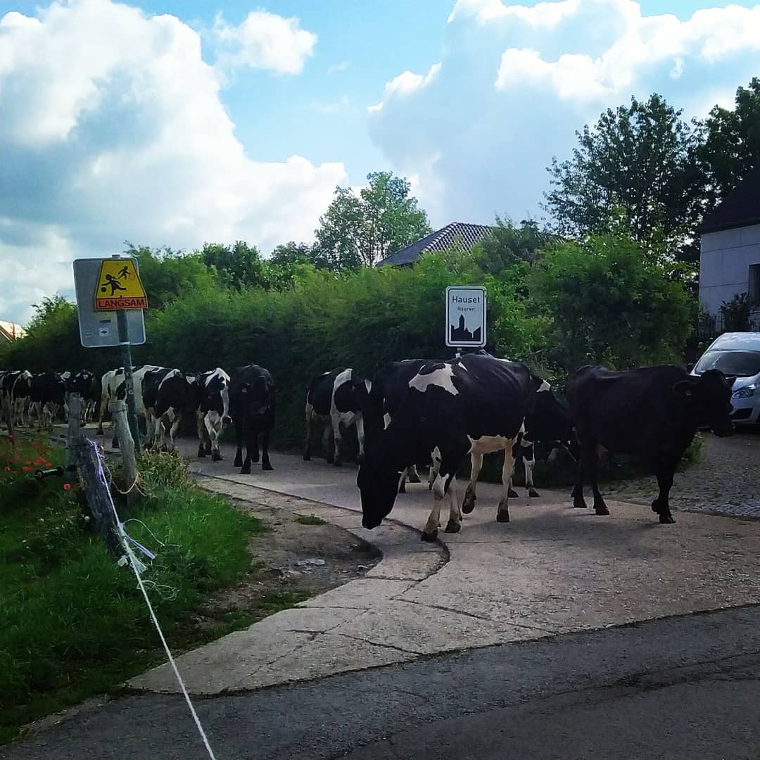 Cows blocking the road when travelling my motorbike, somewhere in Belgium. #motortrip #motortravel #motortraveller #cows #journey #belgium